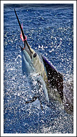Fly fishing for billfish